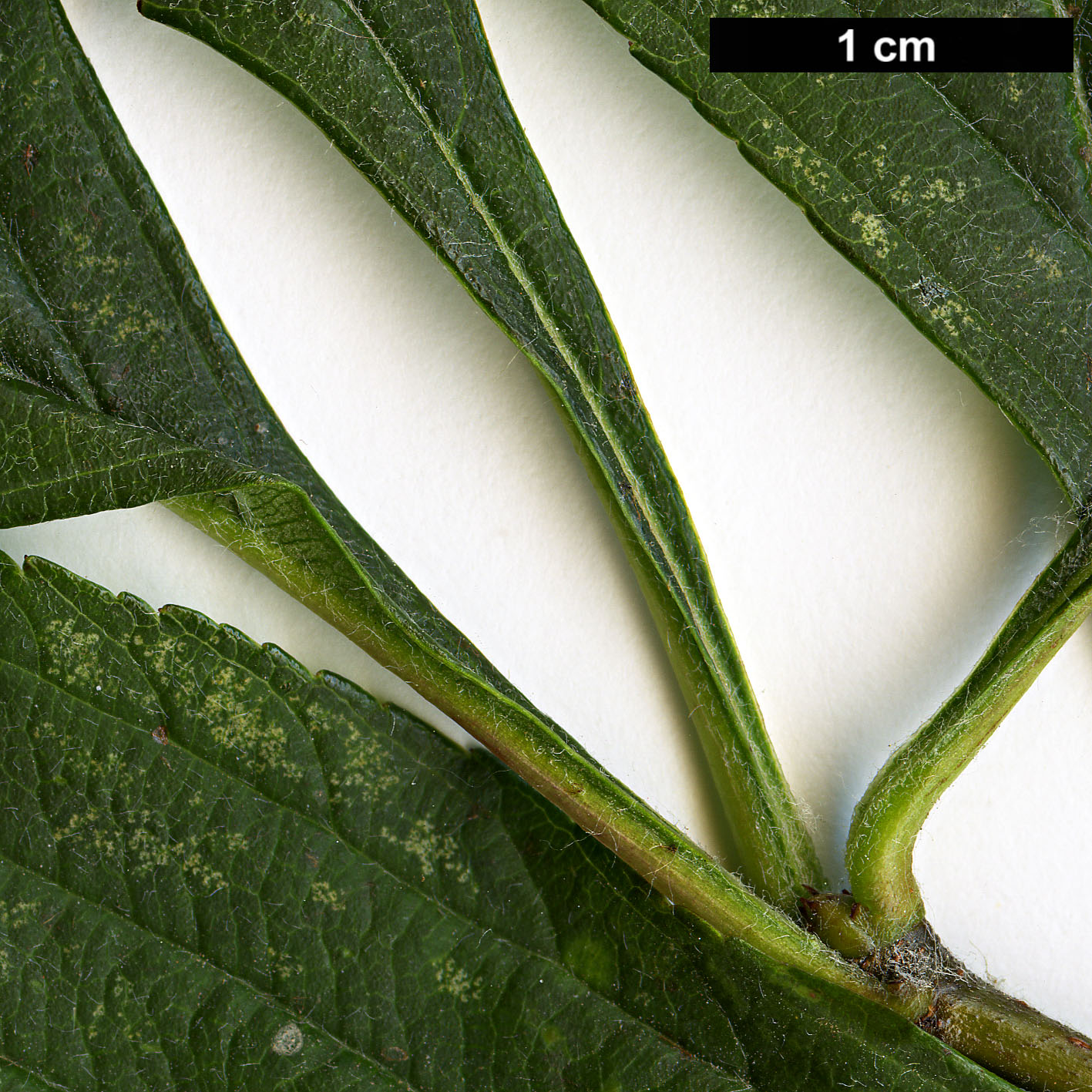 High resolution image: Family: Rosaceae - Genus: Crataegus - Taxon: punctata - SpeciesSub: var.  aurea